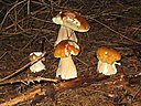 IMG_1228